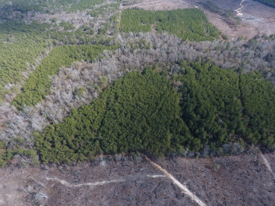 Timber Sales, Reforestation, Forest Analysis & Appraisals Louisiana